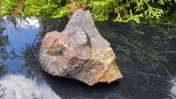 Amonit (Gerhardtia galeatoides – barrem)