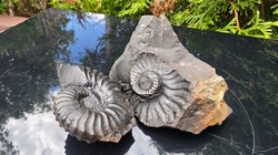 Amonit (Gerhardtia galeatoides – barrem)