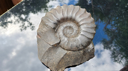 Amonit (Gerhardtia galeatoides – barrem) - kopie