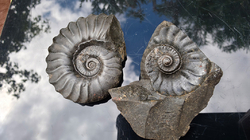 Amonit (Gerhardtia galeatoides – barrem) - kopie