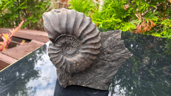 Amonit (Gerhardtia galeatoides – barrem) - kopie - kopie
