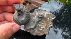 Amonit (Gerhardtia galeatoides – barrem) - kopie - kopie - kopie