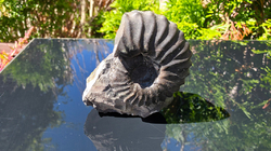 Amonit (Gerhardtia galeatoides – barrem) - kopie - kopie - kopie - kopie