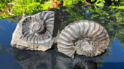 Amonit (Gerhardtia galeatoides – barrem) - kopie - kopie - kopie - kopie