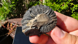 Amonit (Gerhardtia galeatoides – barrem) - kopie - kopie - kopie - kopie - kopie