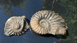 Amonit (Gerhardtia galeatoides – barrem) - kopie - kopie - kopie - kopie - kopie