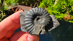 Amonit (Gerhardtia galeatoides – barrem) - kopie - kopie - kopie - kopie - kopie - kopie