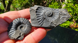 Amonit (Gerhardtia galeatoides – barrem) - kopie - kopie - kopie - kopie - kopie - kopie