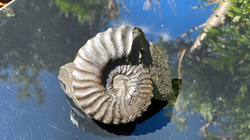 Amonit (Gerhardtia galeatoides – barrem) - kopie - kopie - kopie - kopie - kopie - kopie - kopie