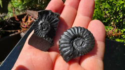 Amonit (Gerhardtia galeatoides – barrem) - kopie - kopie - kopie - kopie - kopie - kopie - kopie