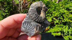 Amonit (Gerhardtia galeatoides – barrem) - kopie - kopie - kopie - kopie - kopie - kopie - kopie - kopie