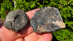 Amonit (Gerhardtia galeatoides – barrem) - kopie - kopie - kopie - kopie - kopie - kopie - kopie - kopie