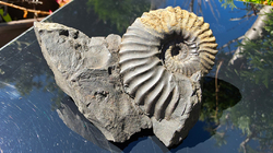 Amonit (Gerhardtia galeatoides – barrem) - kopie - kopie - kopie - kopie - kopie - kopie - kopie - kopie - kopie