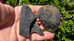 Amonit (Gerhardtia galeatoides – barrem) - kopie - kopie - kopie - kopie - kopie - kopie - kopie - kopie - kopie