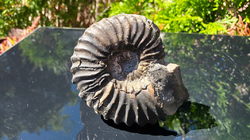 Amonit (Gerhardtia galeatoides – barrem) - kopie - kopie - kopie - kopie - kopie - kopie - kopie - kopie - kopie - kopie