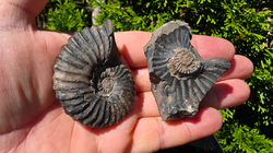 Amonit (Gerhardtia galeatoides – barrem) - kopie - kopie - kopie - kopie - kopie - kopie - kopie - kopie - kopie - kopie