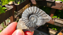 Amonit (Gerhardtia galeatoides – barrem) 