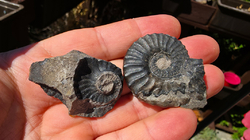 Amonit (Gerhardtia galeatoides – barrem) 
