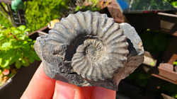 Amonit (Gerhardtia galeatoides – barrem) 