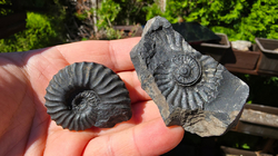 Amonit (Gerhardtia galeatoides – barrem) 