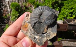 Amonit (Gerhardtia galeatoides – barrem)
