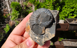 Amonit (Gerhardtia galeatoides – barrem)
