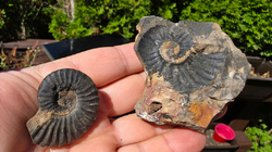 Amonit (Gerhardtia galeatoides – barrem)