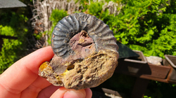 Amonit (Gerhardtia galeatoides – barrem) 