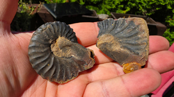 Amonit (Gerhardtia galeatoides – barrem) 