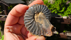 Amonit (Gerhardtia galeatoides – barrem) 